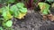 Harvesting red beets in an earthen garden bed. A farmer`s gloved hand pulls large roots out of the soil. Close-up