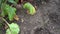 Harvesting red beets in an earthen garden bed. A farmer`s gloved hand pulls large roots out of the soil. Close-up