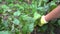 Harvesting red beets in an earthen garden bed. A farmer`s gloved hand pulls large roots out of the soil. Close-up