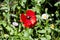 Harvesting. red poppy flower. opium flower. poppy of wartime remembrance. Poppy seeds contain morphine and codeine. drugs. beauty