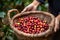 Harvesting red raw coffee berries. Generative ai