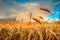 Harvesting. Ripe barley