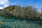 Harvesting of ripe green organic olives on farm plantation near Castiglione d