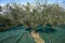 Harvesting of ripe green organic olives on farm plantation near Castiglione d