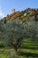 Harvesting of ripe green organic olives on farm plantation near Castiglione d