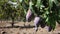 Harvesting. Ripe purple mangoes hanging in green leaves on tree branches in fruit garden