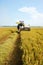 Harvesting ripe rice on paddy field