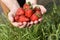 Harvesting ripe strawberries. Full handfuls of red fresh berries in man`s palms against green grass. Text space below