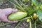 Harvesting ripe vegetable marrow