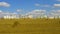 Harvesting of ripe wheat by combines and tractors in the grain field near a residential area.