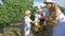 Harvesting, rural child helps parents to collect grapes and put in basket on plantations in autumn day