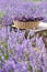 Harvesting season. Lavender bouquets and basket.