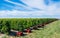 Harvesting season preparations in traditional vineyard