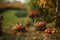 Harvesting, small pumpkins in wicker baskets with a blurred background