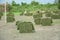 Harvesting sod or turf to be sold commercially