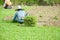 Harvesting sod or turf to be sold commercially