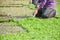 Harvesting sod or turf to be sold commercially