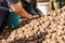 Harvesting and sorting or selecting potatoes for food, animals or for the next sowing