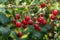 Harvesting of sour kriek cherry in Belgium