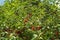 Harvesting of sour kriek cherry in Belgium