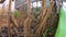 Harvesting soybeans, a close-up of the header