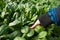 Harvesting spinach