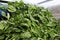 Harvesting spinach. Green spinach leaves. Agricultural machinery for harvesting spinach. Out of focus.Side view.