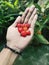 Harvesting strawberries grown in pots