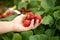 Harvesting strawberries. Hands with strawberries on the background of a strawberry patch