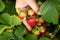 Harvesting strawberries. Hands with strawberries on the background of a strawberry patch