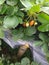 Harvesting strawberries in our garden in morning