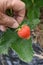 Harvesting strawberries in the vegetable garden.