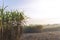 Harvesting sugar cane in tropical Thailand. Sugarcane planted to produce sugar and food. Food industry. Sugar cane fields,