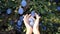 Harvesting sweet organic plum fruit