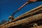 Harvesting of timber working hard in wood stockpile