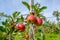 Harvesting time in fruit region of Netherlands, Betuwe, Gelderland, plantation of apple fruit trees in september, elstar, jonagold