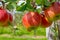 Harvesting time in fruit region of Netherlands, Betuwe, Gelderland, plantation of apple fruit trees in september, elstar, jonagold