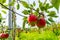 Harvesting time in fruit region of Netherlands, Betuwe, Gelderland, plantation of apple fruit trees in september, elstar, jonagold