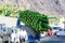 Harvesting time on plantations of bananas fruits on La Palma island, Canary, Spain. Worker carring cluster of green bananas on his