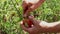 Harvesting tomato in the garden.Farmer picks ripe tomatoes from a bush. Hands farmer harvest ripe tomatoes.