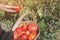 Harvesting tomatoes in basket. Young woman farm worker with basket picking fresh ripe organic tomatoes.