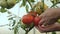 Harvesting tomatoes. A farmer in a greenhouse harvesting organic tomatoes