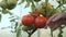 Harvesting tomatoes. A farmer in a greenhouse harvesting organic tomatoes