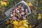 Harvesting Topinambur Helianthus tuberosus from the soil