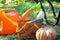 Harvesting vegetables in the garden, pumpkin, zucchini, tomatoes, carrots in a basket next to a watering can and a garden cart.