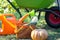 Harvesting vegetables in the garden, pumpkin, zucchini, tomatoes, carrots in a basket next to a watering can and a garden cart.