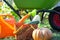 Harvesting vegetables in the garden, pumpkin, zucchini, tomatoes, carrots in a basket next to a watering can and a garden cart.