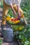 Harvesting vegetables in a greenhouse