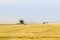 Harvesting wheat with a combine harvester.