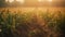 Harvesting wheat in a tranquil meadow at sunset, macro close up generated by AI